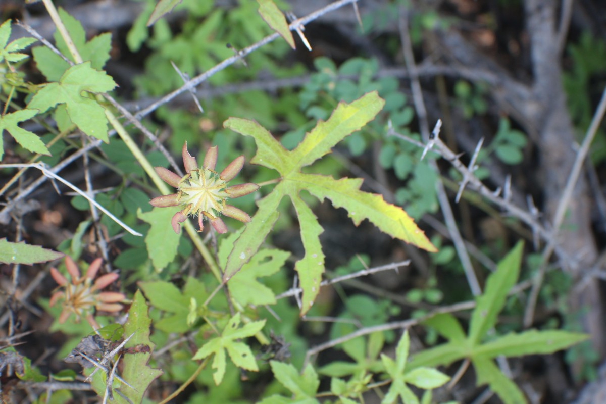 Hibiscus surattensis L.